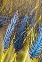 De zaderij Utregse Blauwe  tarwe/ graan