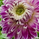Bio Dahlia Avignon p/s