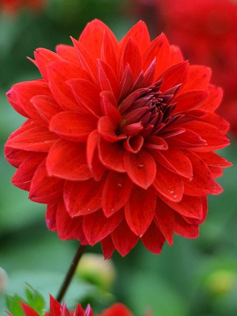 Bio Dahlia Menorca p/s