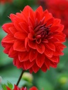 Bio Dahlia Menorca p/s