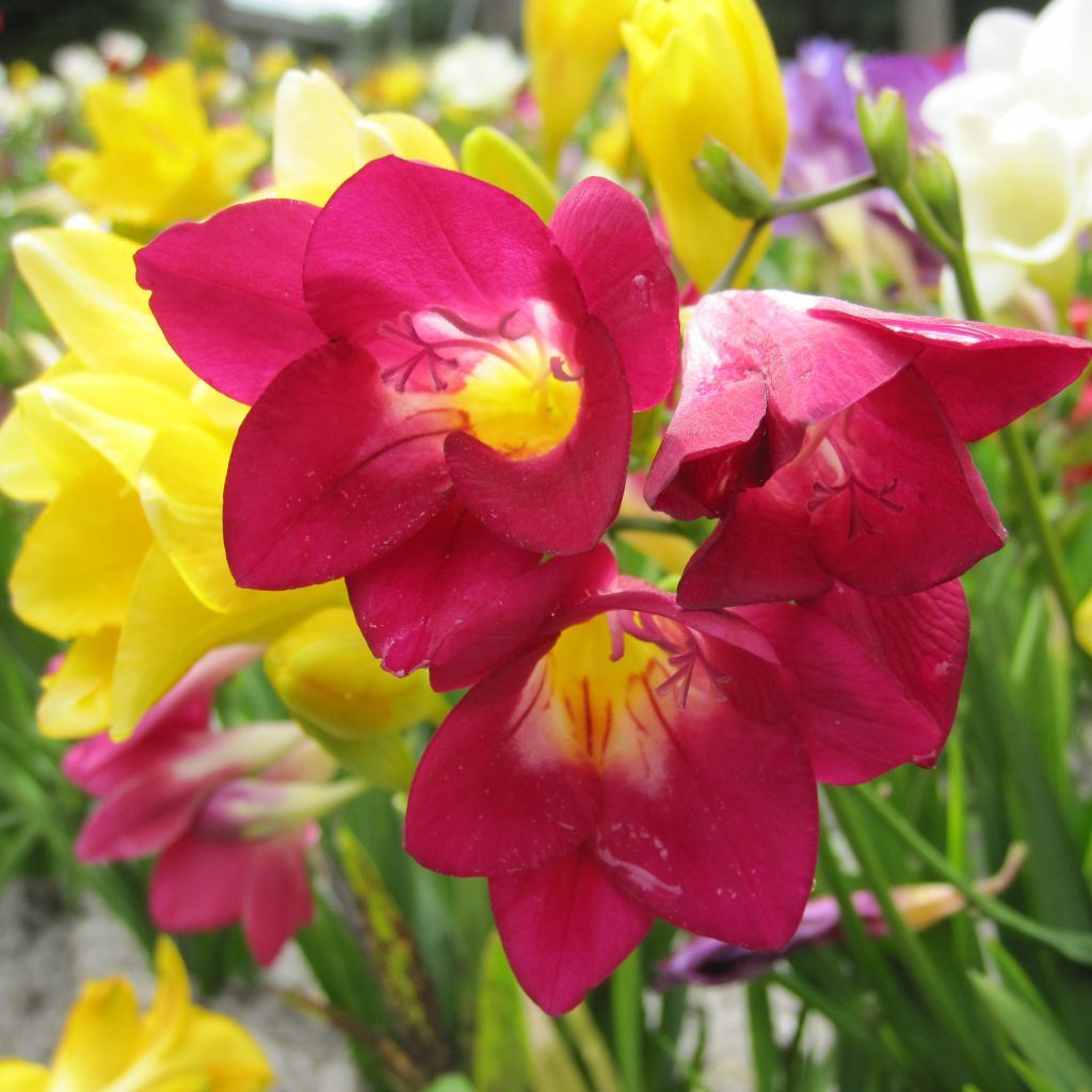 BIO Freesia, mix (10 stuks)