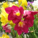 BIO Freesia, mix (10 stuks)
