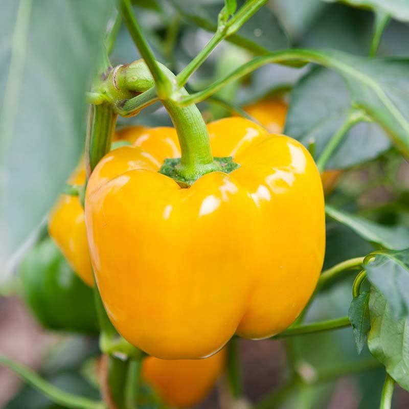 De Bolster Blokpaprika 'Elsa F1'