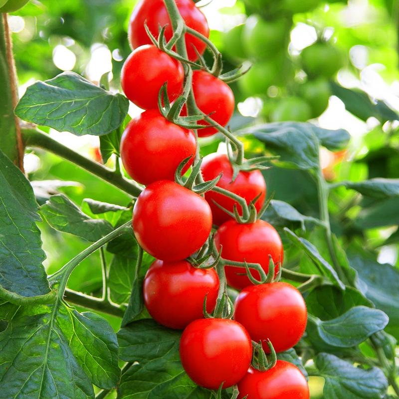 De Bolster Cocktailtomaat 'BOL-T-5302 F1'