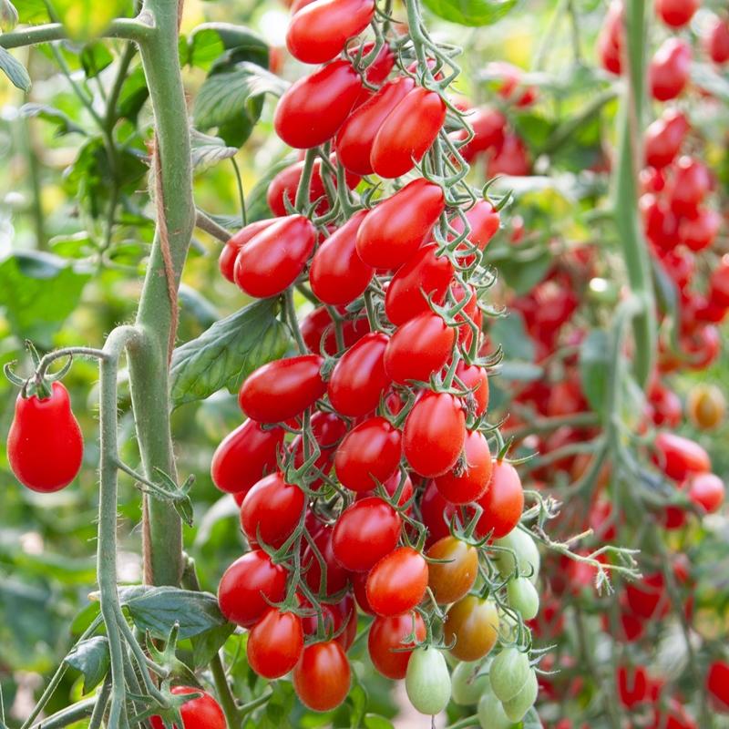 De Bolster Snacktomaat ‘BOL-T-5109 F1’