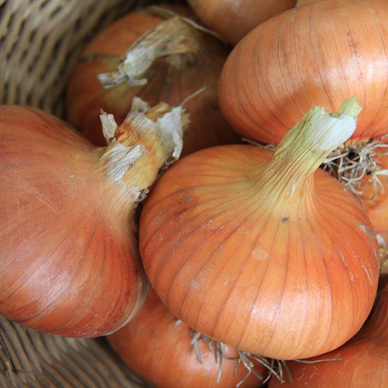 De Bolster Ui 'Stuttgarter'