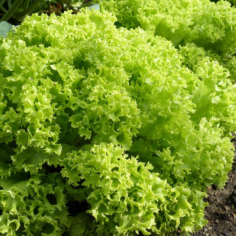 De Bolster Krulsla 'Lollo Bionda'