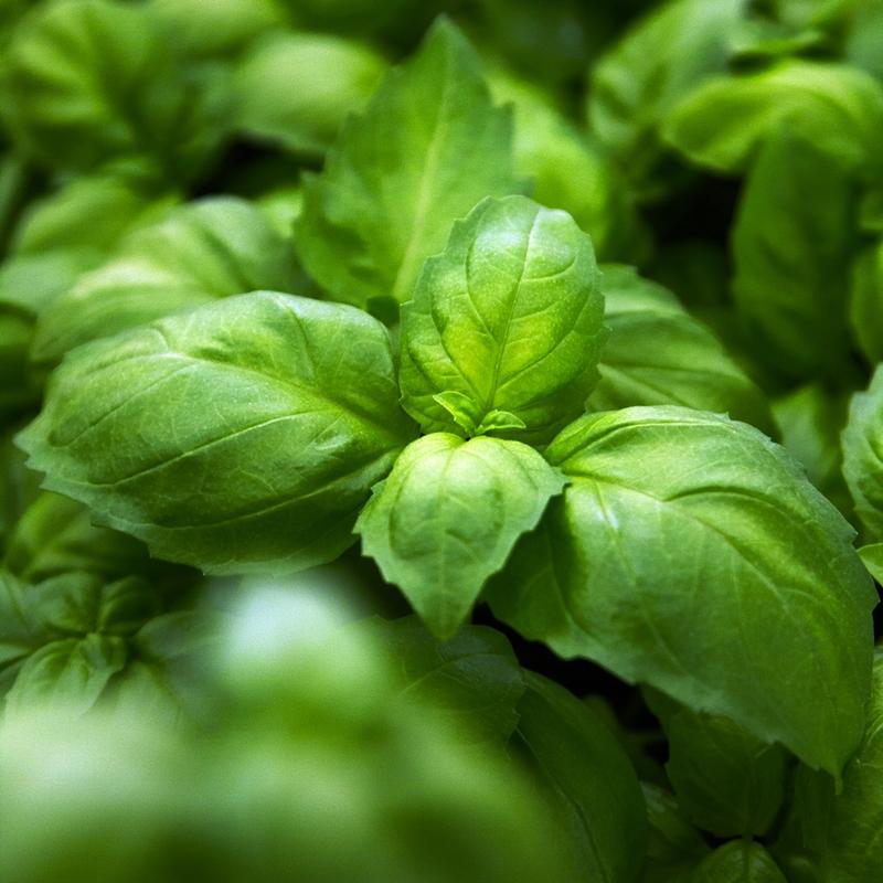 De Bolster Anijsbasilicum 'Ah Nice'