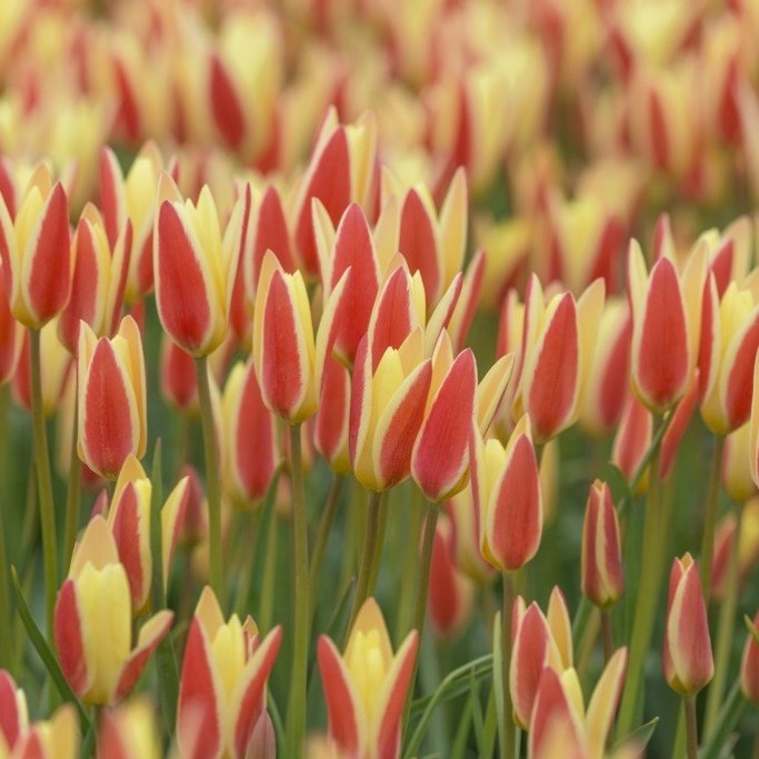 BIO Tulp Tulipa clusiana ‘Tinka’ 5 stuks (pas leverbaar vanaf half september)