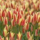 BIO Tulp Tulipa clusiana ‘Tinka’ 5 stuks (pas leverbaar vanaf half september)