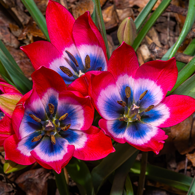 BIO Tulp Tulipa humilis 'Little Beauty' 5 stuks ( pas leverbaar vanaf half september)