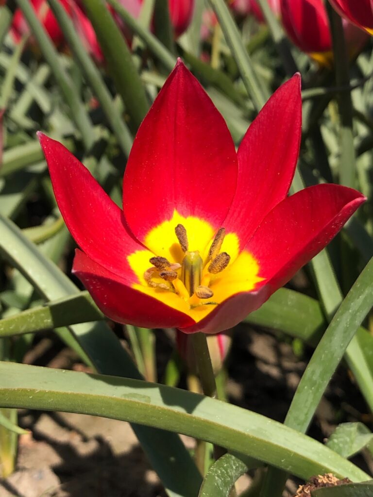 BIO Tulp Tulipa humilis 'Red Beauty' 5 stuks ( pas leverbaar vanaf half september)