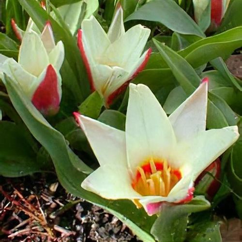 BIO Tulp Ancilla 5 stuks (Pas leverbaar half september)