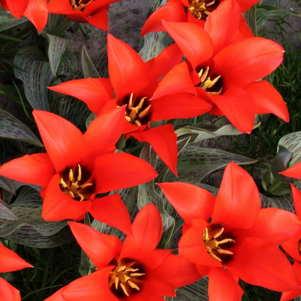 BIO Tulp Pedro 5 stuks ( pas leverbaar vanaf half september)