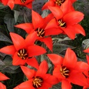 BIO Tulp Pedro 5 stuks ( pas leverbaar vanaf half september)