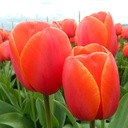 BIO Tulp Ad Rem 5 stuks pas leverbaar half september