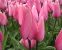 BIO Tulp Big Love (5 stuks) ( pas leverbaar in september)