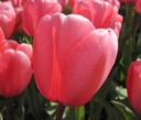 BIO Tulp Pink Impression 5 stuks ( pas vanaf half september leverbaar)