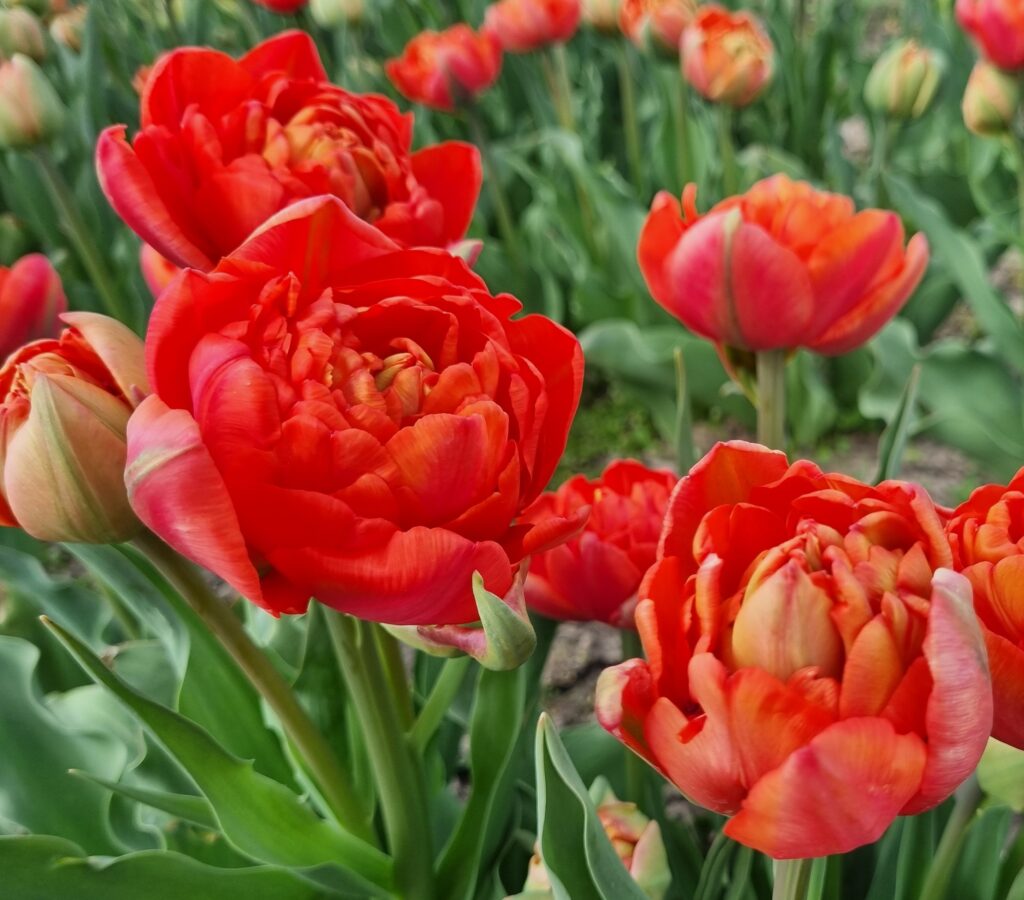 BIO Tulp Andante 5 stuks pas leverbaar half september