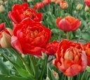 BIO Tulp Andante 5 stuks pas leverbaar half september