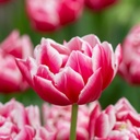 BIO Tulp Columbus 5 stuks ( vanaf half september pas leverbaar)
