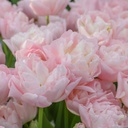 BIO Tulp Dreamer 5 stuks ( pas vanaf september leverbaar)
