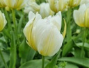 BIO Tulp Exotic Emperor 5 stuks ( leverbaar vanaf half september)