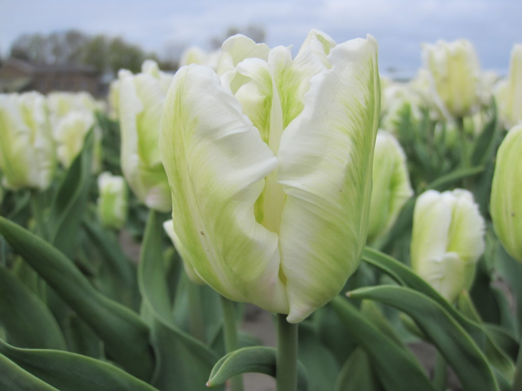 BIO Tulp White Rebel (parkiettulp) 5 stuks ( pas leverbaar vanaf half september)