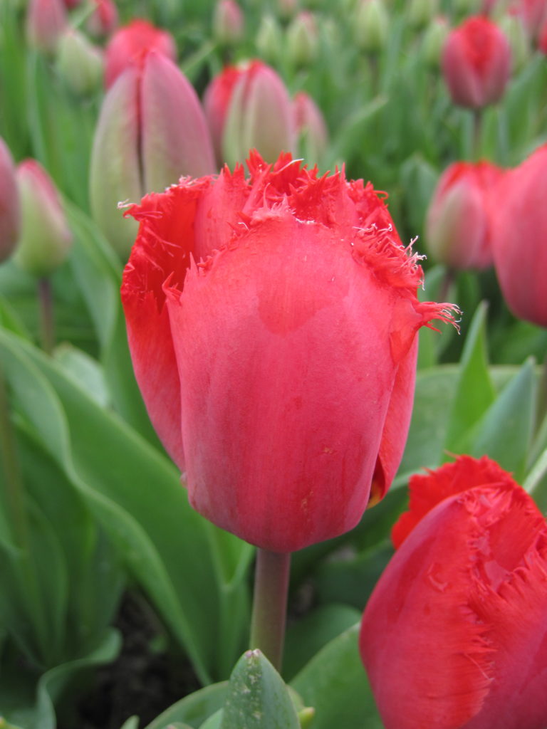 BIO Tulp Masterpeace| per 5 ( pas leverbaar vanaf september)