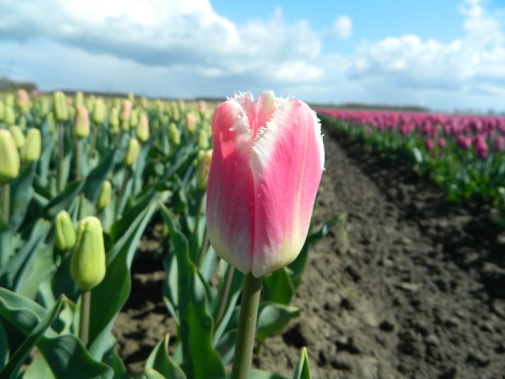 BIO Tulp Siesta (5 stuks) (leverbaar vanaf half september)