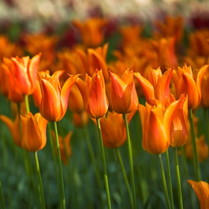 BIO Tulp Ballerina|Lelietulp| 5 stuks ( pas leverbaar half september)