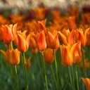 BIO Tulp Ballerina|Lelietulp| 5 stuks ( pas leverbaar half september)