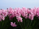 BIO Hyacinth Fondant | 5 STUKS