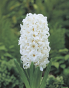 BIO Hyacinth White Pearl| 5 stuks