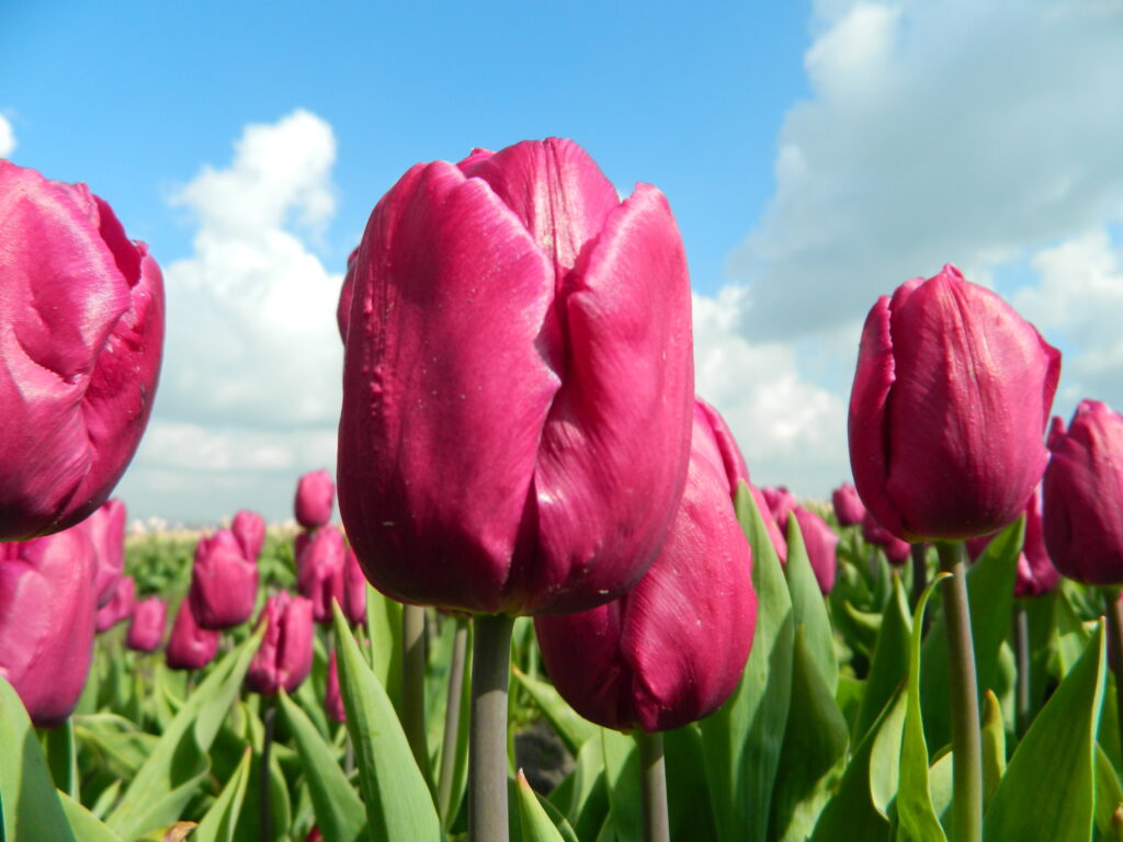BIO Tulp Purple Prince |5 STUKS ( pas leverbaar vanaf september)
