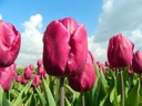 BIO Tulp Purple Prince |5 STUKS ( pas leverbaar vanaf september)