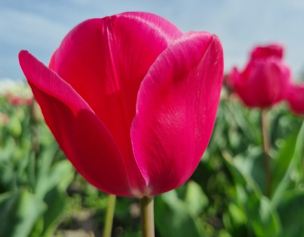 BIO Tulp Carola| 5 stuks ( leverbaar vanaf september)