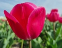 BIO Tulp Carola| 5 stuks ( leverbaar vanaf september)