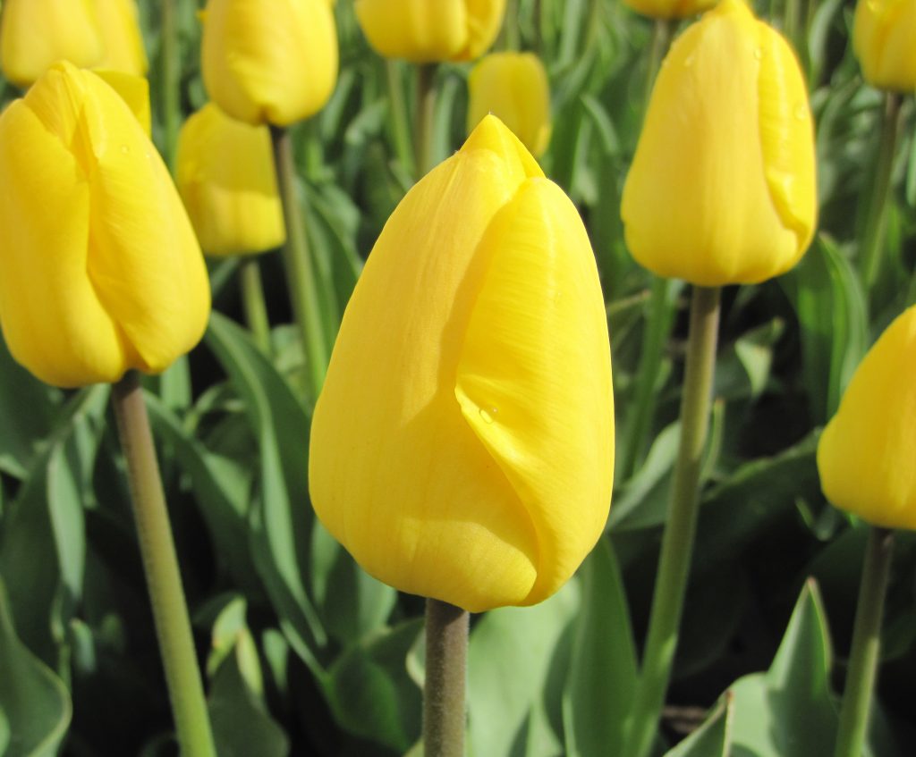 BIO Tulp Novi Sun| 5 stuks ( leverbaar vanaf half september)