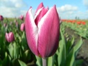 BIO Tulp Synaeda Blue |5 stuks ( pas leverbaar vanaf half september)