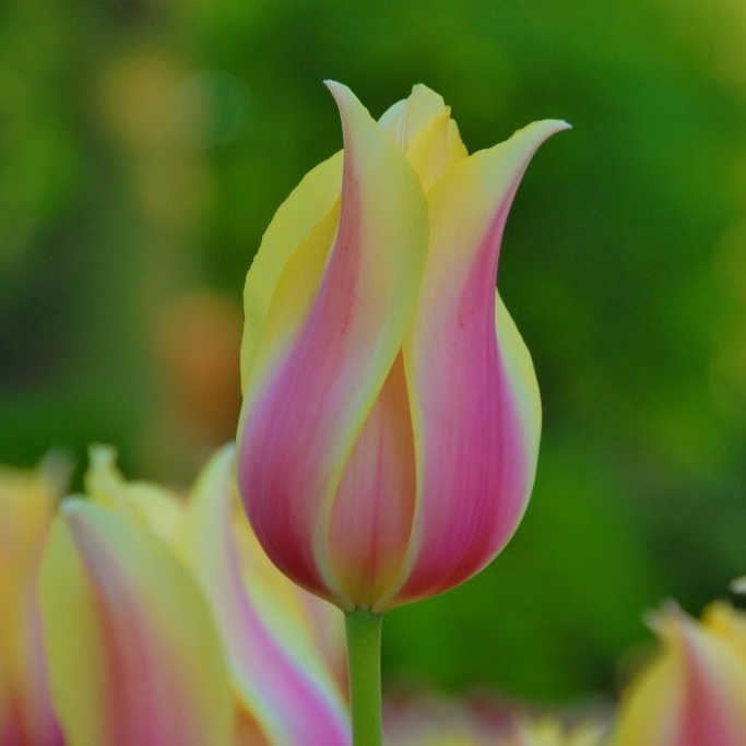 BIO Tulp Blushing Lady | 5 stuks ( per half september leverbaar)
