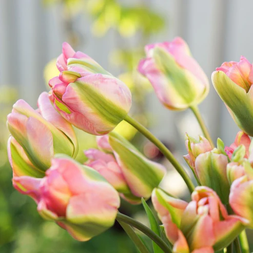 BIO Tulp Groenland| 5 stuks ( pas leverbaar half september)