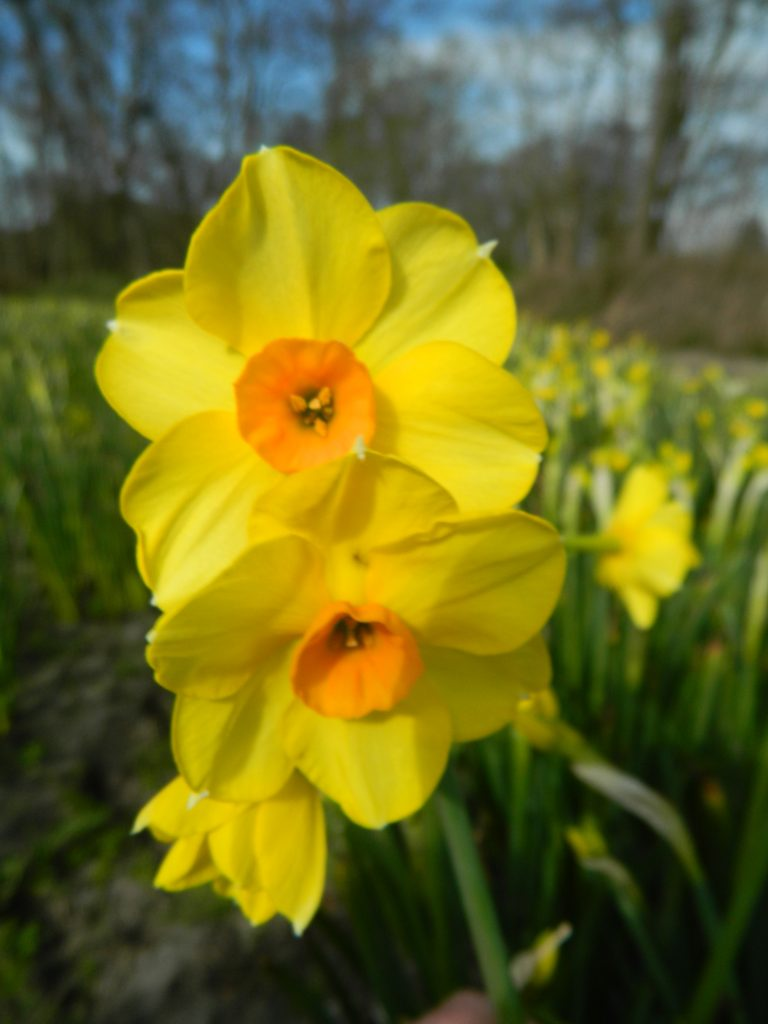 BIO Narcis Martinette 5 stuks (per half september verkrijgbaar)