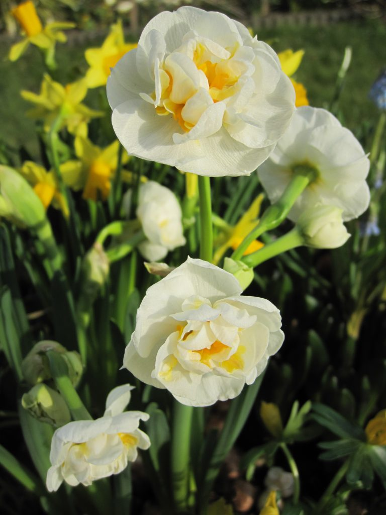 BIO Narcis Bridal Crown 5 stuks (leverbaar vanaf half september)