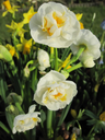 BIO Narcis Bridal Crown 5 stuks (leverbaar vanaf half september)