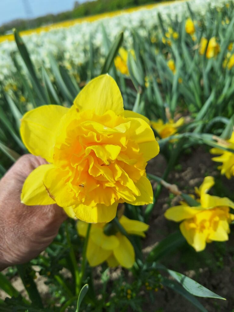 BIO Narcis Dick Wilden 5 stuks (leverbaar vanaf half september)