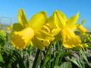 BIO Narcis Tête Rosette 5 stuks ( leverbaar vanaf half september)