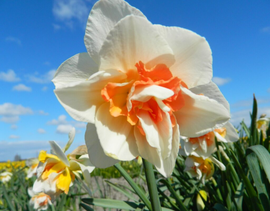 BIO Narcis Replete 5 stuks (leverbaar vanaf half september)