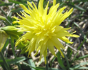 BIO Narcis Rip van Winkle 5 stuks (leverbaar vanaf half september)