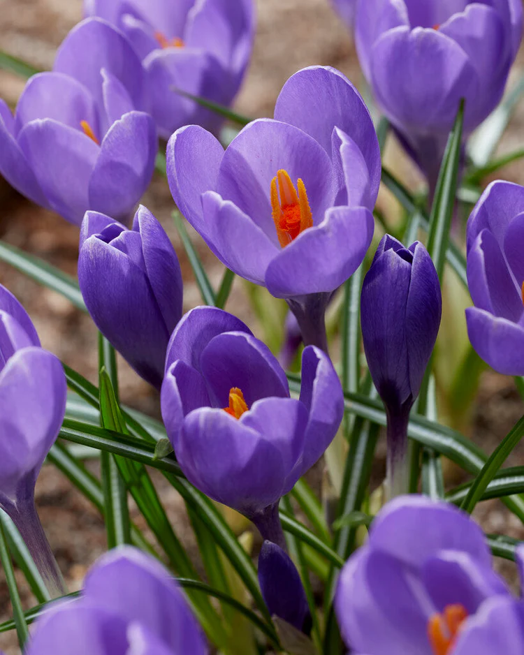 BIO Crocus Aqua (10 stuks)